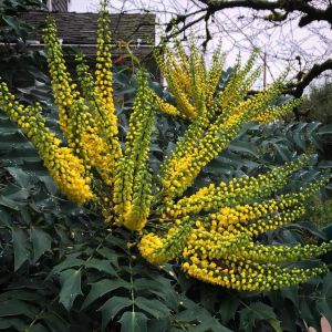 Mahonia Winter Sun