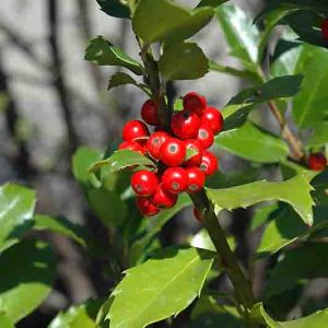 Ilex meserveae Blue Maid