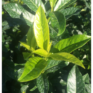 Sjajni tamnozeleni listovi lovor višnje ‘Genolia’