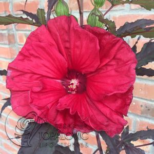 Hibiscus moscheutos Carrousel 'Giant Red' Barski ili Močvarni Hibiskus