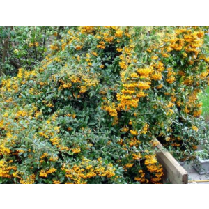 Pyracantha coccinea 'Golden Charmer' vatreni grm