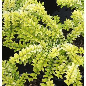 Lonicera nitida 'Golden Glow'