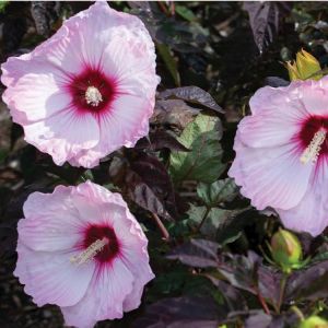 Hibiscus moscheutos Carrousel Jolly Heart