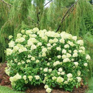 Hydrangea paniculata Little Lime