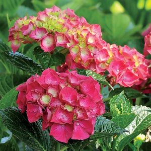 Hydrangea macrophylla Bright Red Power