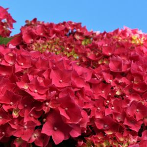 Hydrangea macrophylla 'Leuchtfeur' - Hortenzija