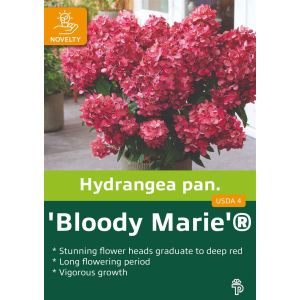 Hydrangea pan. Bloody Marie