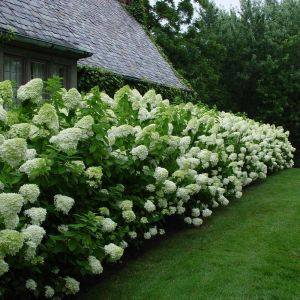 Hydrangea paniculata 'Limelight'