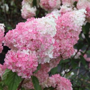 Hydrangea paniculata Vanille-Fraise Hortenzija