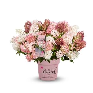 Hydrangea pan Groundbreaker
