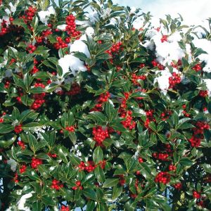 Ilex aquifolium Pyramidalis