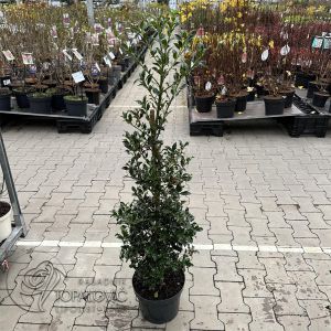 Ilex aquifolium  Alaska