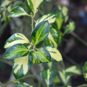 Ilex aquifolium Gold Flash