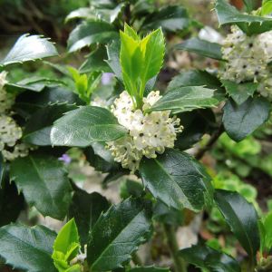 Ilex meserveae Heckenstar