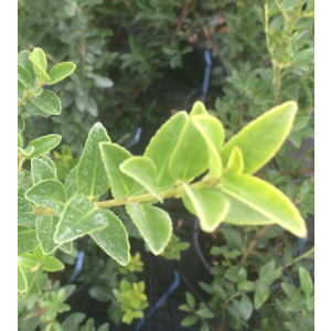 Ilex maximowicziana Kanehirae