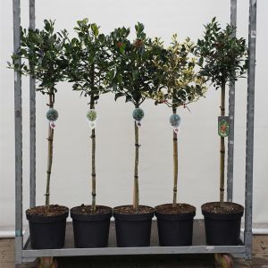 Ilex x altaclerensis Golden King