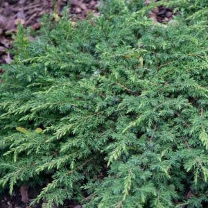 Juniperus communis 'Green Carpet' (Common Juniper)