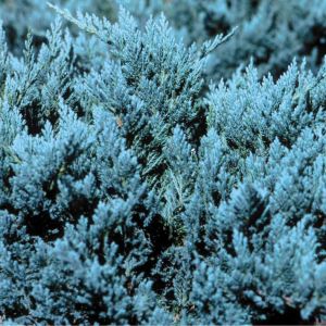 Juniperus hor Blue Chip