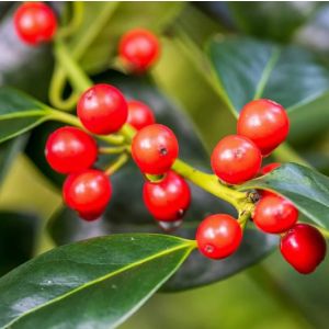 Ilex aquifolium J.C. Van Tol