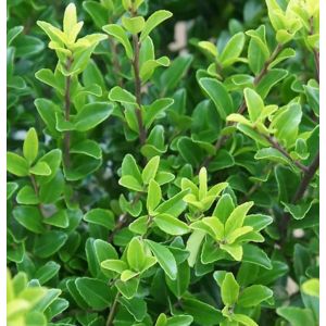 Ilex maximowicziana 'Kanehirae'