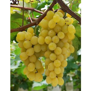 Loza Kraljica vinograda