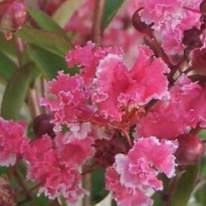 Lagerstroemia indica Berlingot Menthe