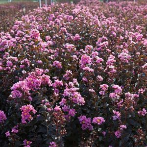 Lagerstroemia indica Black Diamond Lavander Lace