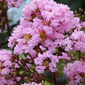 Lagerstroemia indica Rhapsody in Pink