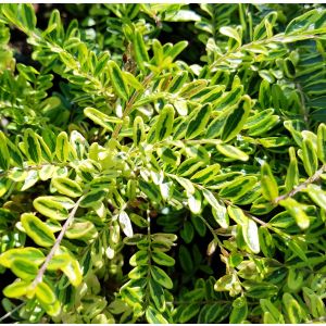 Lonicera nitida Lemon Beauty