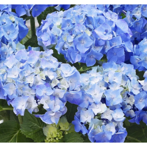 Hydrangea macro. Little Blue - hortenzija
