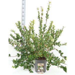 Lonicera purp. 'Winter Beauty'