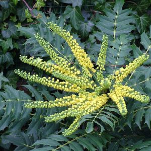 Mahonia x media ‘Meteor’