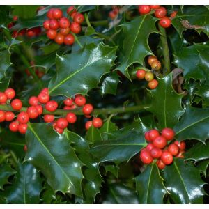 Ilex mutchagara Nellie R. Stevens