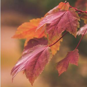 Acer rubrum October Glory