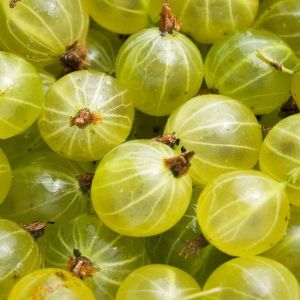 Ogrozd Hinnonmaki Gul