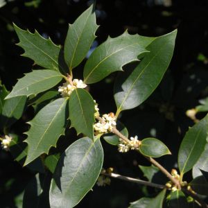 Osmanthus heterophyllus