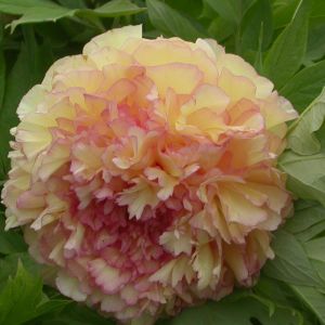Paeonia Suffruticosa Jin Ge