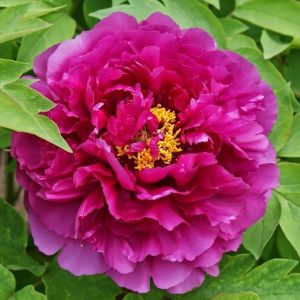 Paeonia Suffruticosa 'Luo Yang Hong'