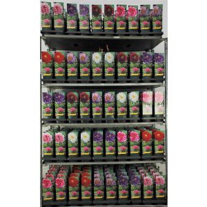 Paeonia in cultivars