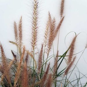 Pennisetum alopecuroides Hameln