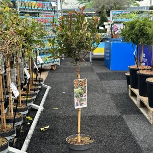 Photinia fraseri 'Chico'®