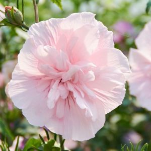 Hibiscus syriacus Pink Chiffon Hibiskus, Sirijska ruža
