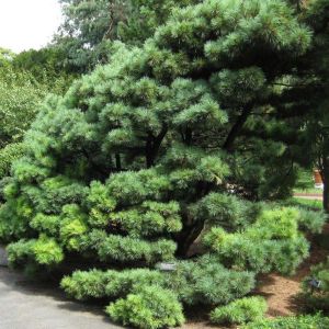 Pinus strobus Radiata