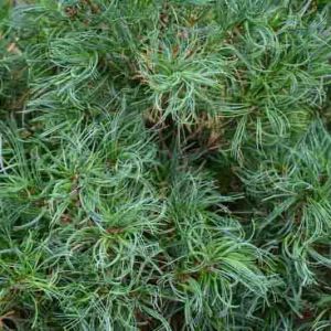 Pinus strobus 'Tiny Curls'