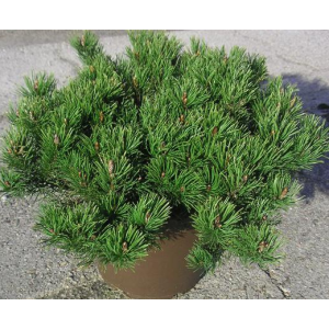 Pinus mugo Pumilio