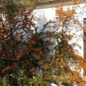 Živa ograda od vatrenog trna ‘Orange Glow’ u punom sjaju