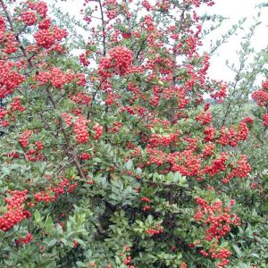 Crveni plodovi vatrenog trna ‘Red Column’ u jesen