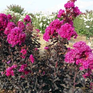 Lagerstroemia indica Rasberry Sorbet