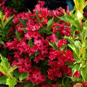 Weigela florida Red Prince