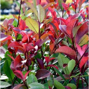 photinia red robin